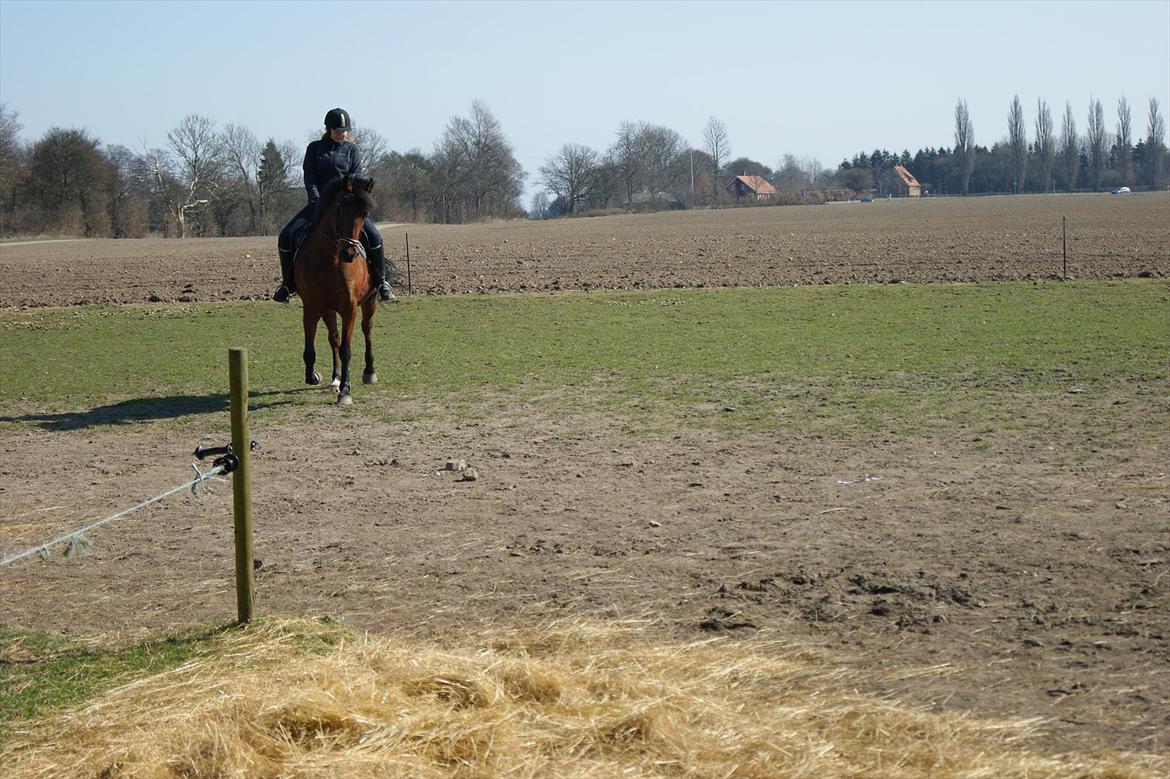 Anden særlig race Javana billede 5