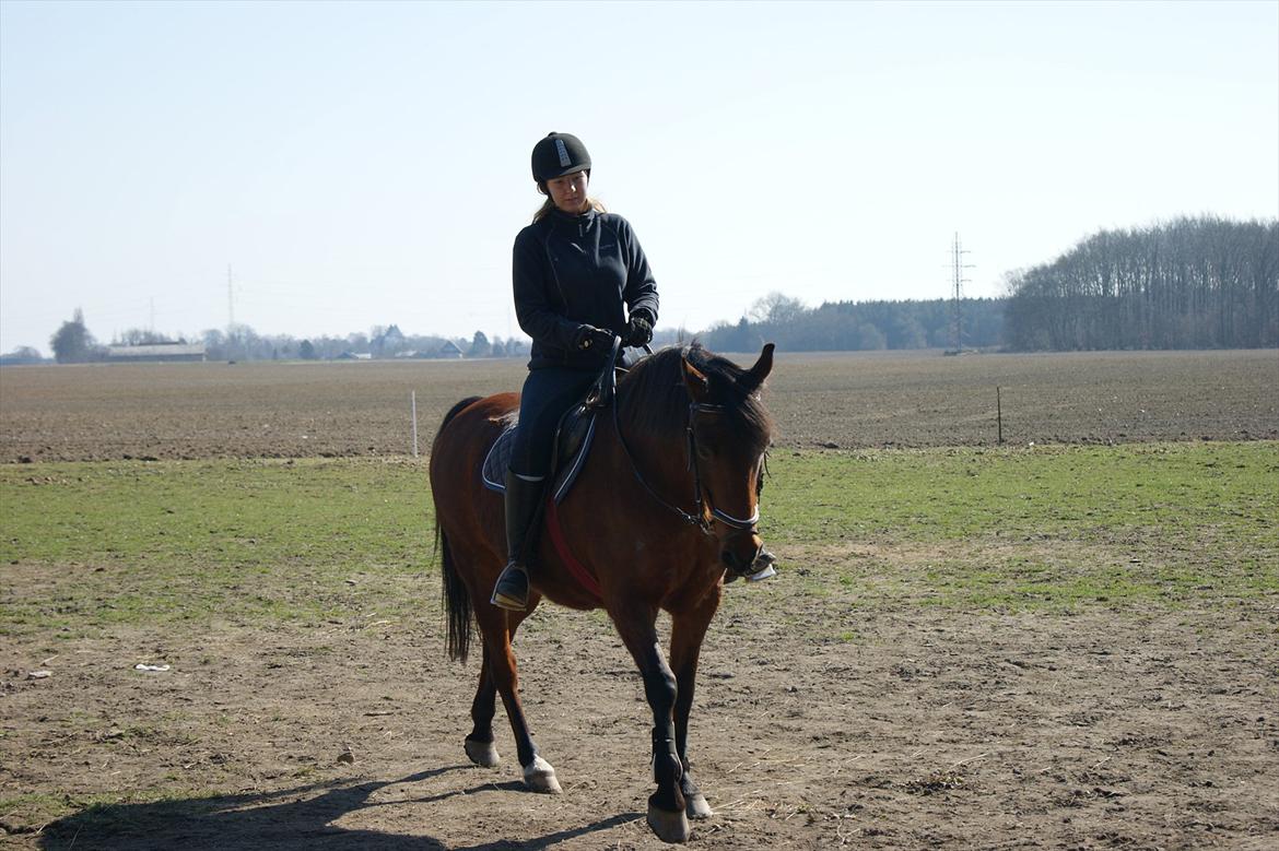 Anden særlig race Javana billede 6