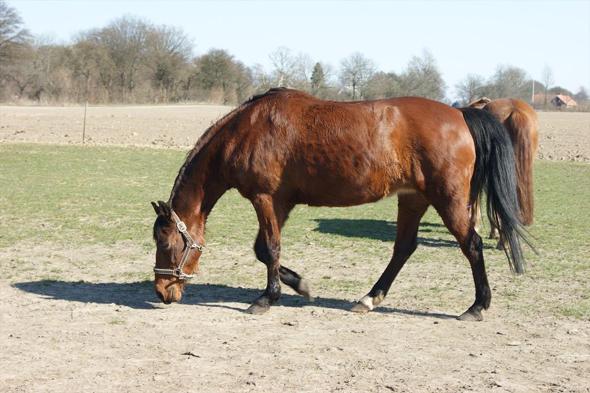Anden særlig race Javana billede 7