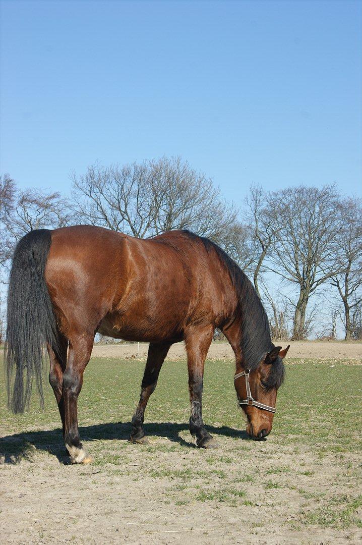 Anden særlig race Javana billede 8