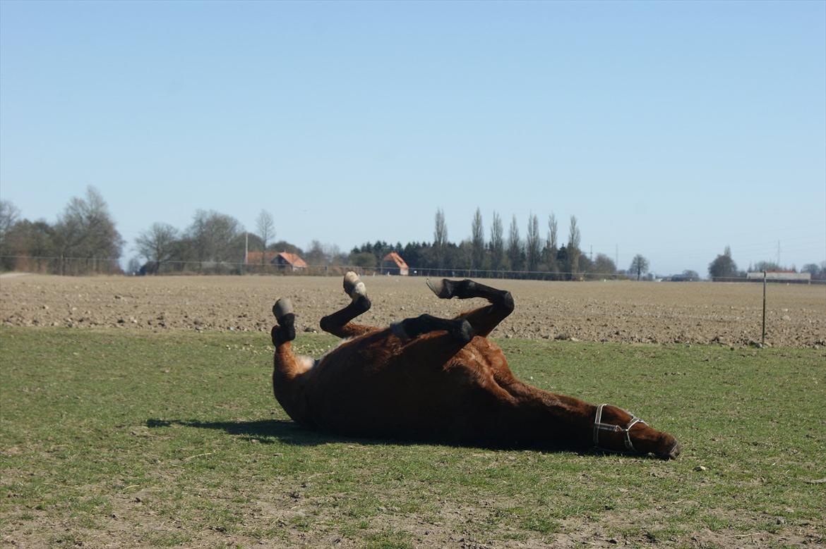 Anden særlig race Javana billede 9