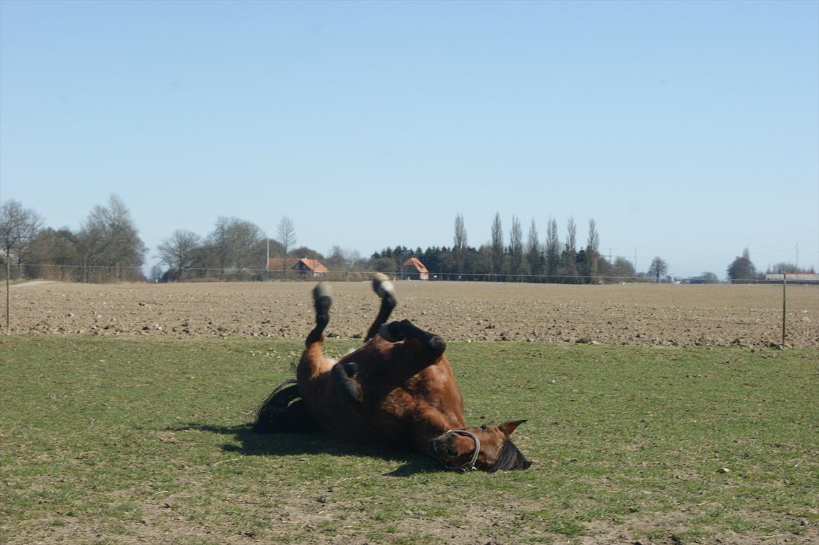 Anden særlig race Javana billede 10
