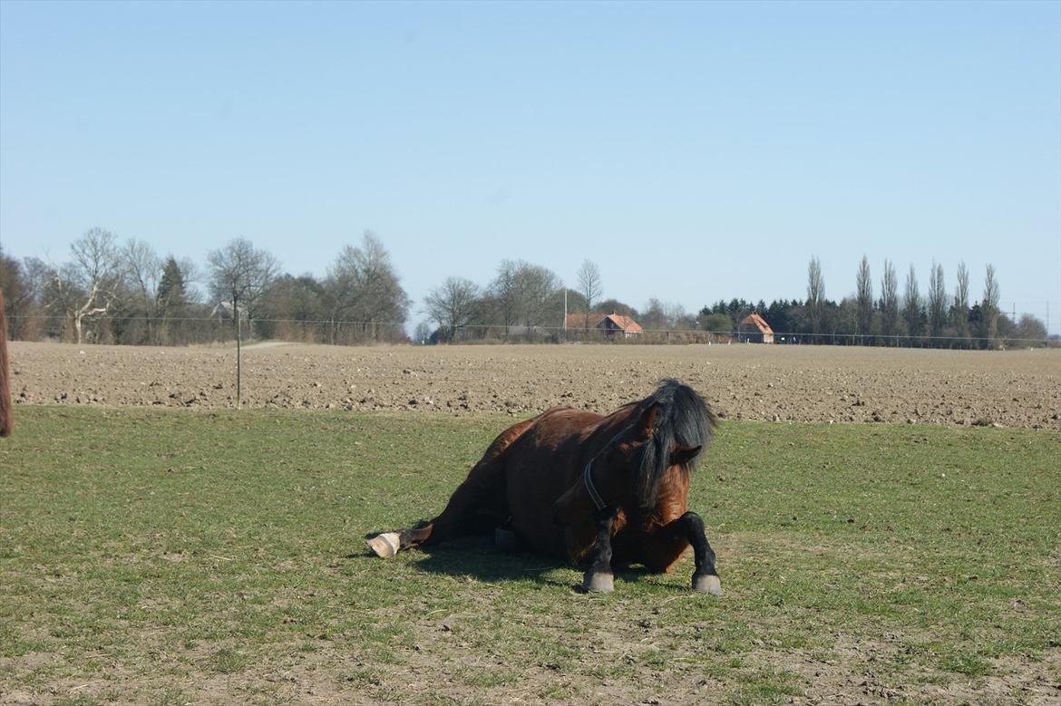 Anden særlig race Javana billede 11