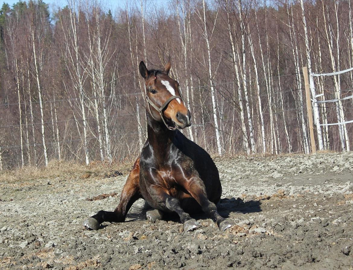 Norsk Sportspony Electric Crescendo (Cresco)[tidl. lånepony] - cresco hygger sig :-)  billede 16