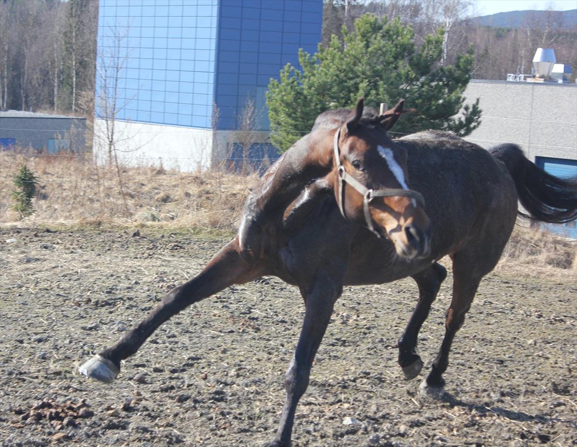 Norsk Sportspony Electric Crescendo (Cresco)[tidl. lånepony] - går lidt amok :b  billede 17
