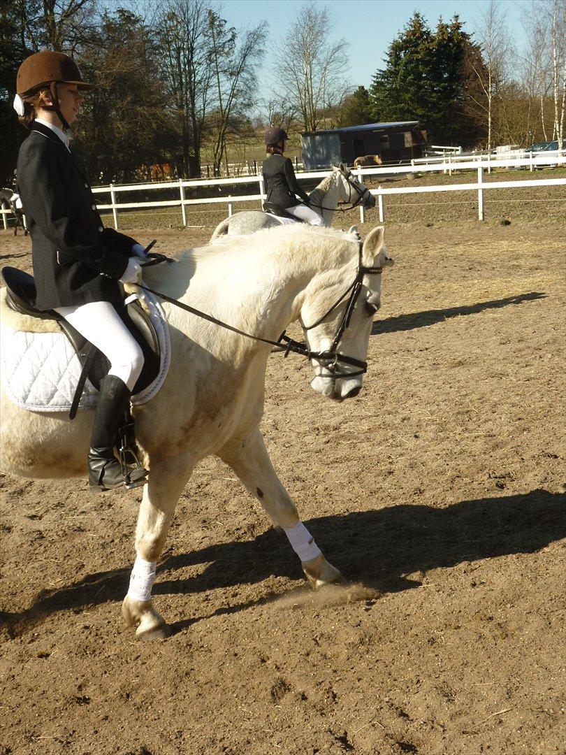 Anden særlig race Monique  drømme-ponyen MinBedsteVen - min dejlige dressur pony. jeg fandt guldet for enden af regnbuen<3<3 billede 4