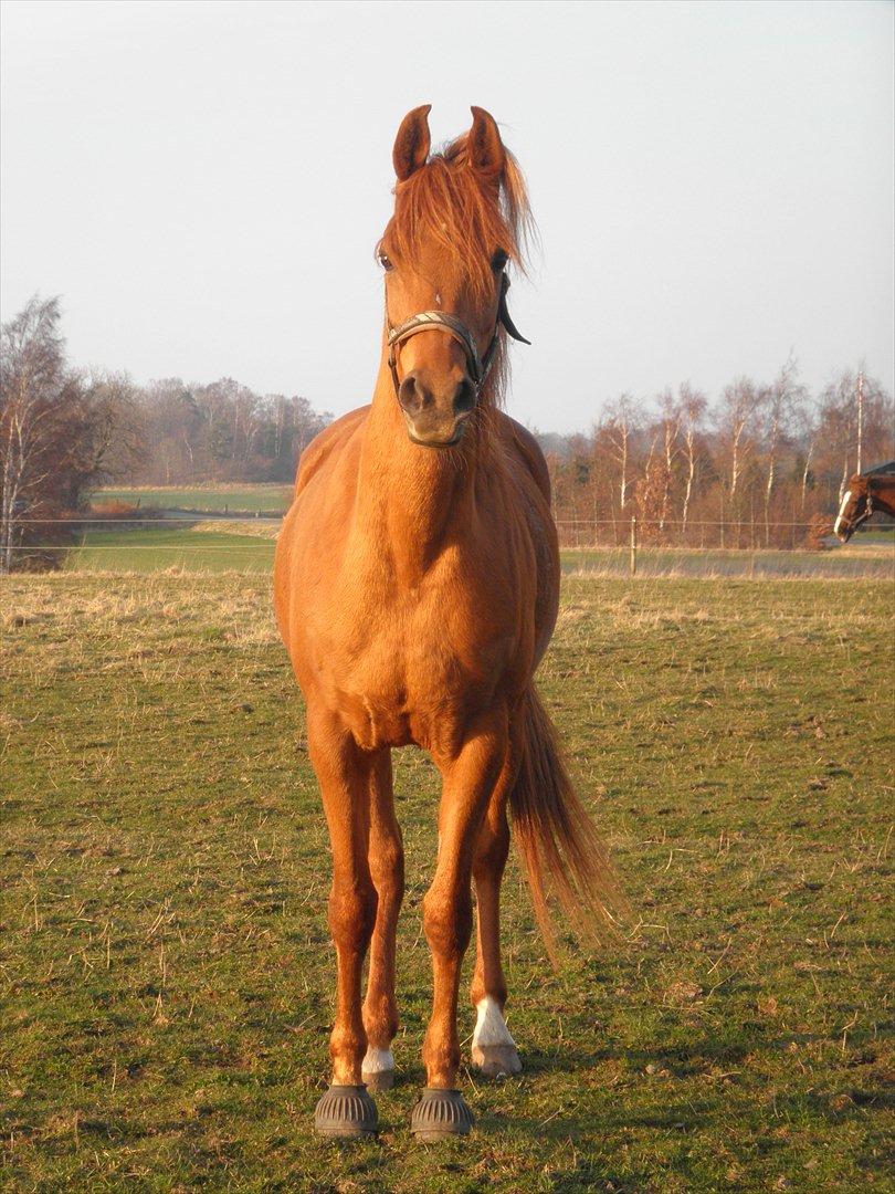 Arabisk fuldblod (OX) Felima - D. 23/3-12 - Foto: SR billede 20