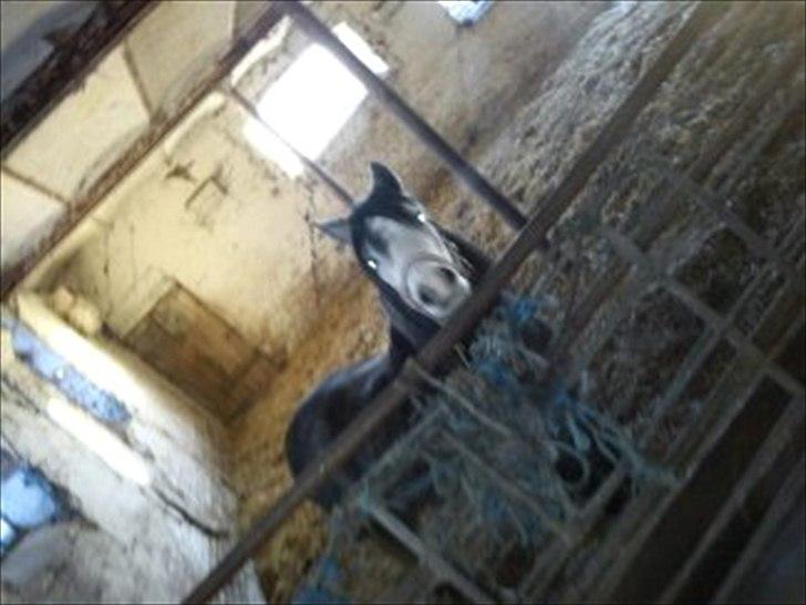 Welsh Mountain (sec A) Teglgårdens Azurra billede 1