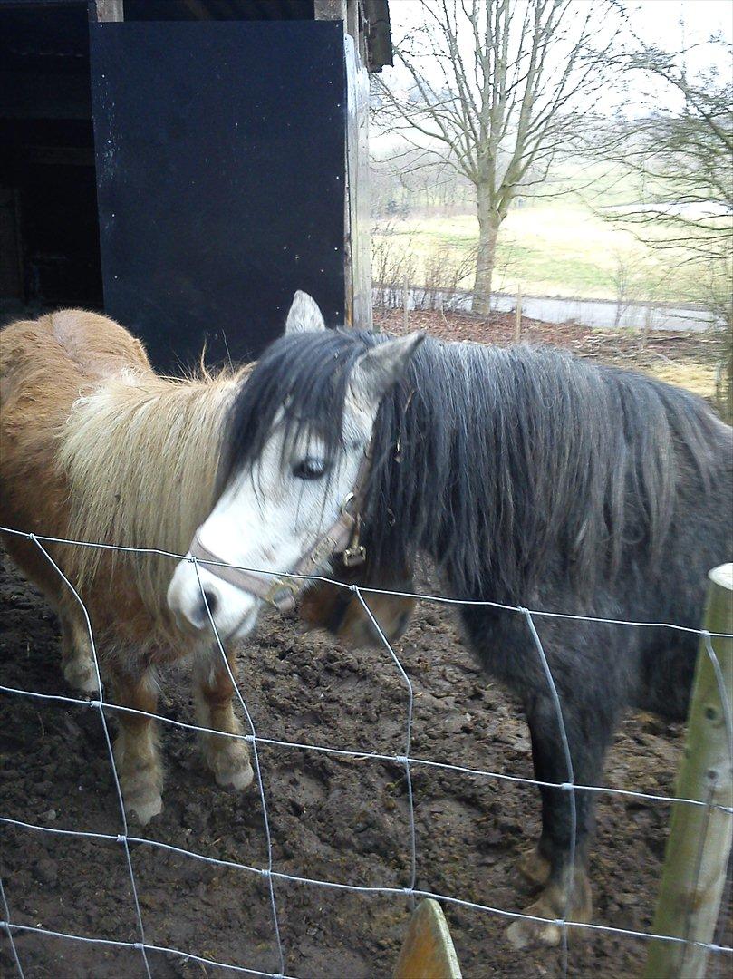 Welsh Mountain (sec A) Teglgårdens Azurra billede 2