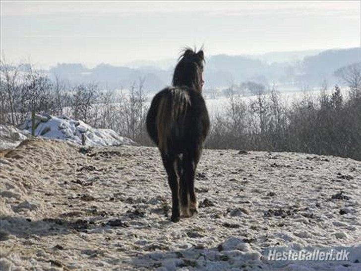 Welsh Mountain (sec A) Teglgårdens Azurra billede 4