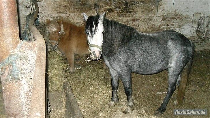 Welsh Mountain (sec A) Teglgårdens Azurra billede 5