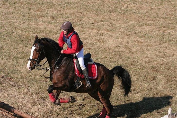 Dansk Varmblod Herkules - jagt debut 25.03.12 gik super godt, dog et fald pga løs bund, dog skete der ikke noget med hverken hest eller jeg kom tilskade, da der var god plads. Det var på INGEN MÅDE hans skyld. billede 13