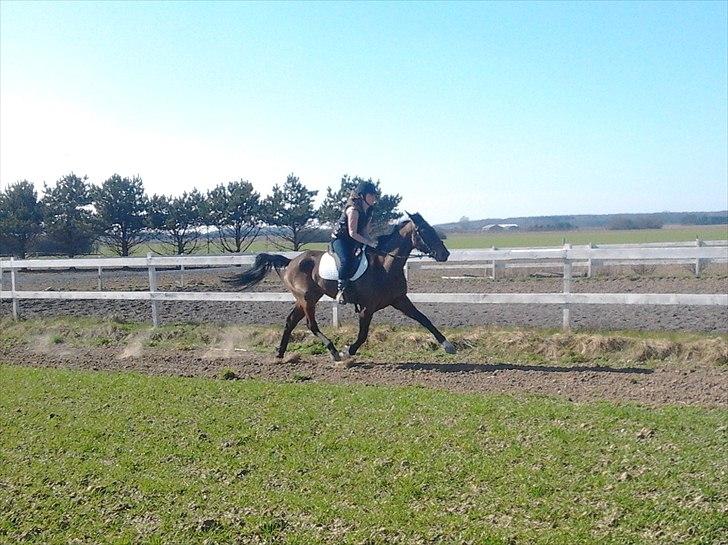 Traver Poolpartygirl F billede 12