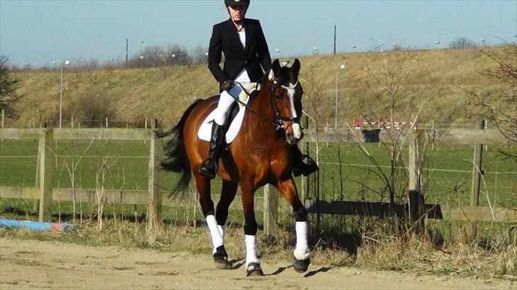 Dansk Varmblod Fantasy [Tidl. part] - Mig og Melody til dressurstævne. Vi red LD1 (UFK) til 66,33% - hun var så god! (Billede: Catharina 25/03 2012) billede 9