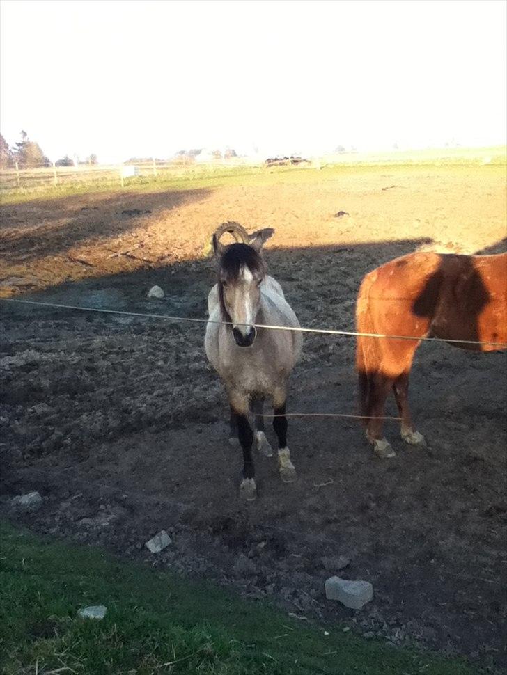 Welsh Pony af Cob-type (sec C) Fanny Af Sønderbo billede 2