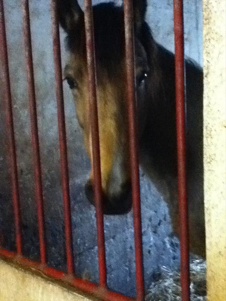 Welsh Pony af Cob-type (sec C) Fanny Af Sønderbo billede 4