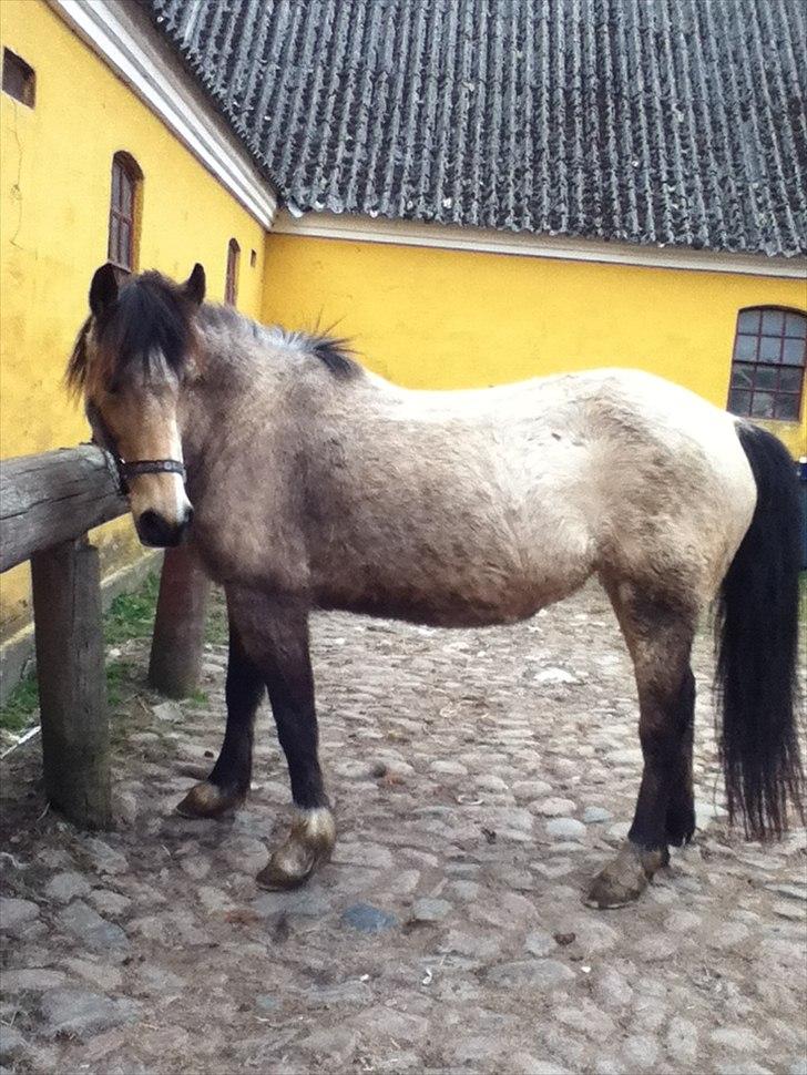Welsh Pony af Cob-type (sec C) Fanny Af Sønderbo billede 5