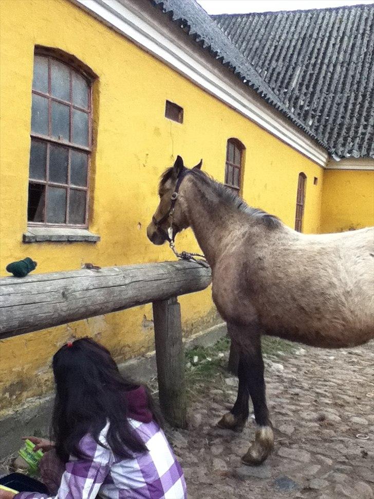 Welsh Pony af Cob-type (sec C) Fanny Af Sønderbo billede 6