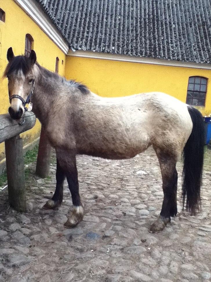 Welsh Pony af Cob-type (sec C) Fanny Af Sønderbo billede 7