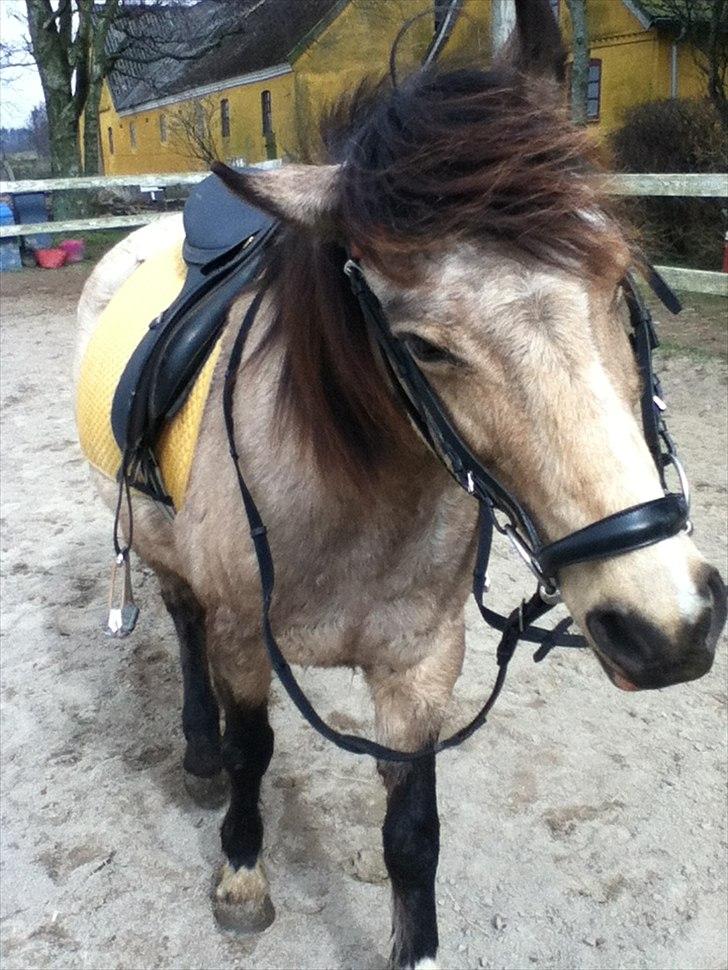 Welsh Pony af Cob-type (sec C) Fanny Af Sønderbo - Shake it up :D billede 8