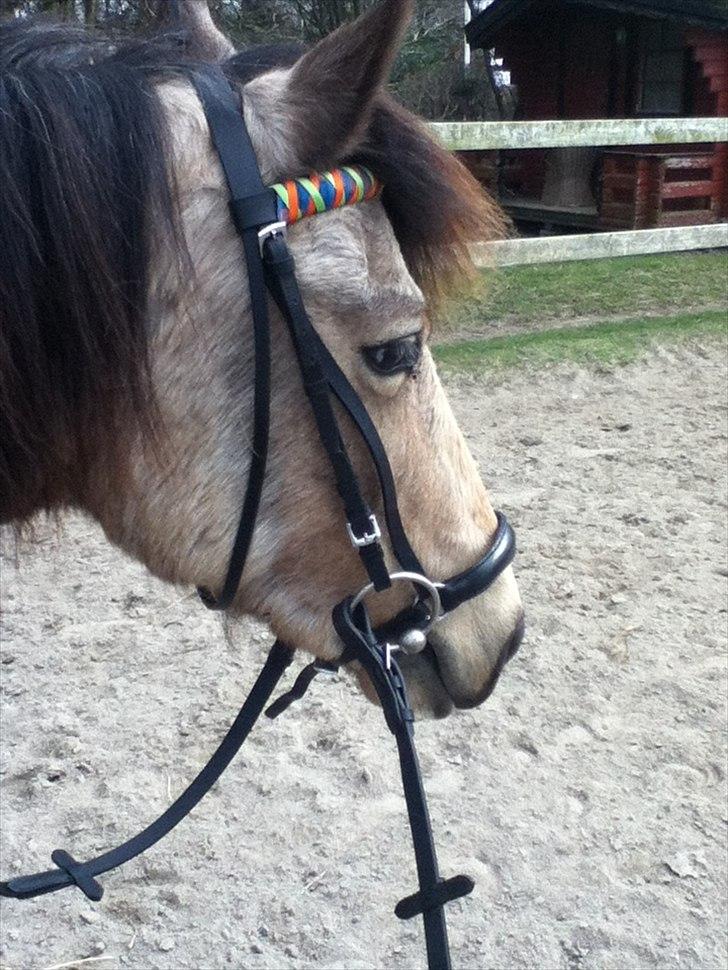 Welsh Pony af Cob-type (sec C) Fanny Af Sønderbo - Klar til dressuer undervisning billede 9