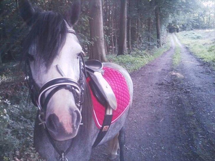 Welsh Mountain (sec A) Teglgårdens Azurra billede 6