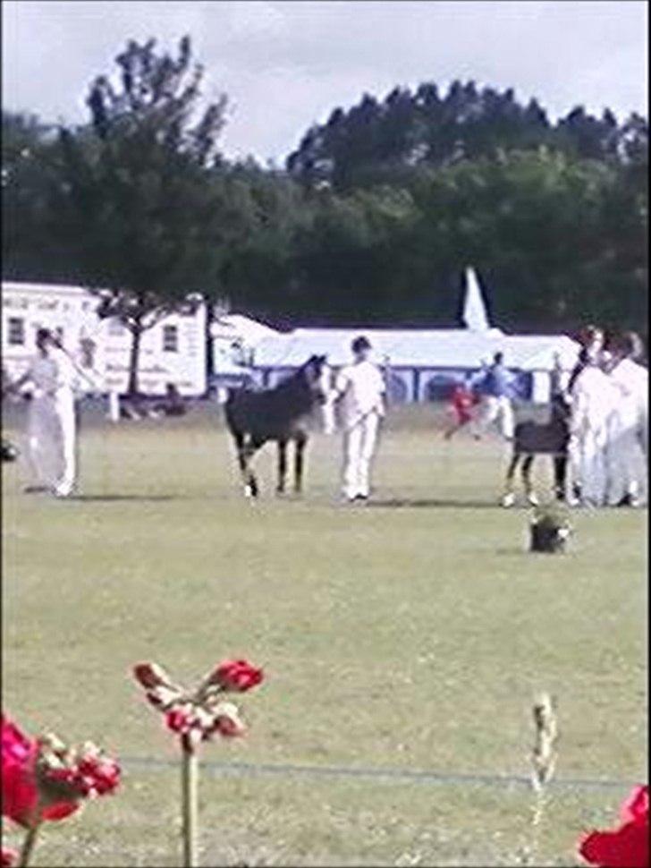Welsh Mountain (sec A) Teglgårdens Azurra - det fynske dyrskue 2011 billede 7