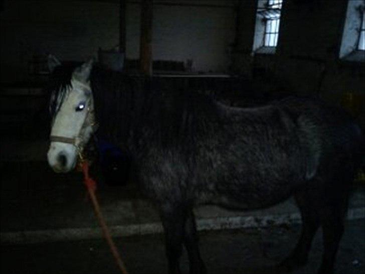 Welsh Mountain (sec A) Teglgårdens Azurra billede 9