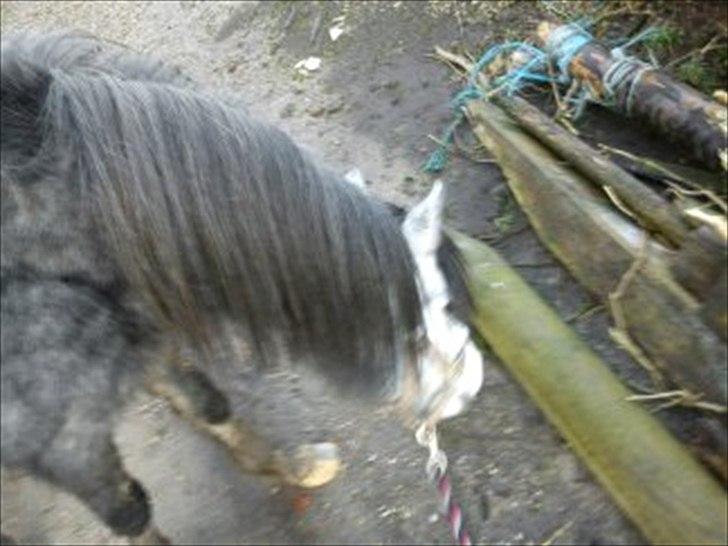 Welsh Mountain (sec A) Teglgårdens Azurra billede 11