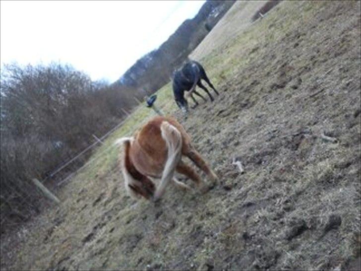 Welsh Mountain (sec A) Teglgårdens Azurra billede 12