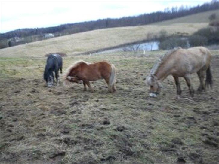 Welsh Mountain (sec A) Teglgårdens Azurra billede 13