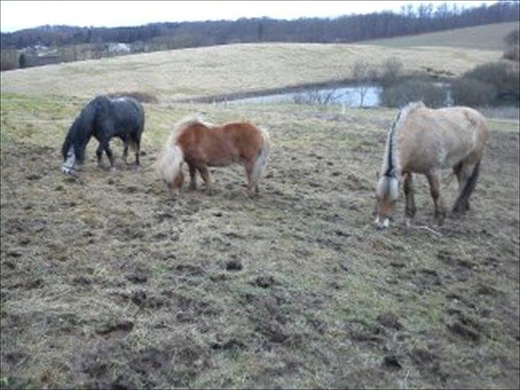 Welsh Mountain (sec A) Teglgårdens Azurra billede 14