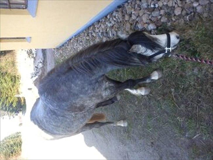 Welsh Mountain (sec A) Teglgårdens Azurra billede 15