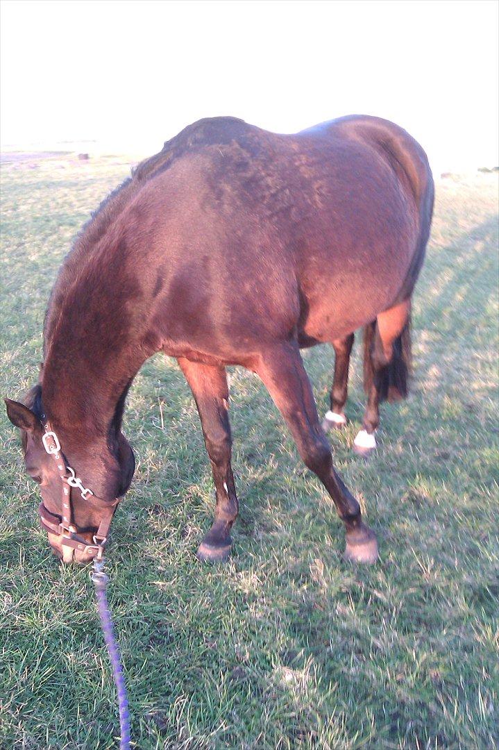 Anden særlig race Dixie My Soulmate <3 - Babyen elsker græs! billede 16