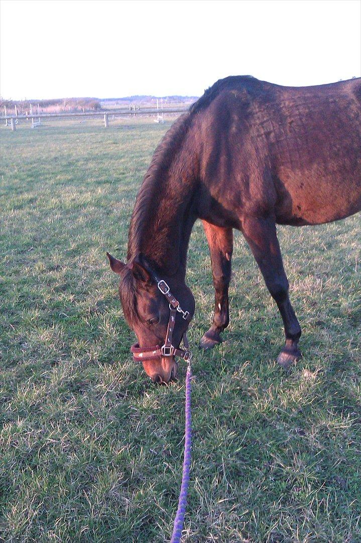 Anden særlig race Dixie My Soulmate <3 - Babyen hygger sig<3 billede 17