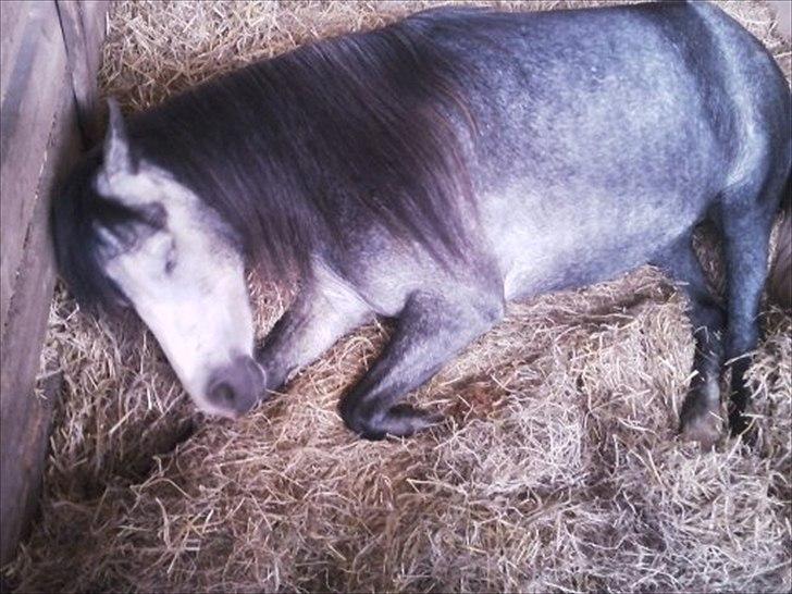 Welsh Mountain (sec A) Teglgårdens Azurra billede 16