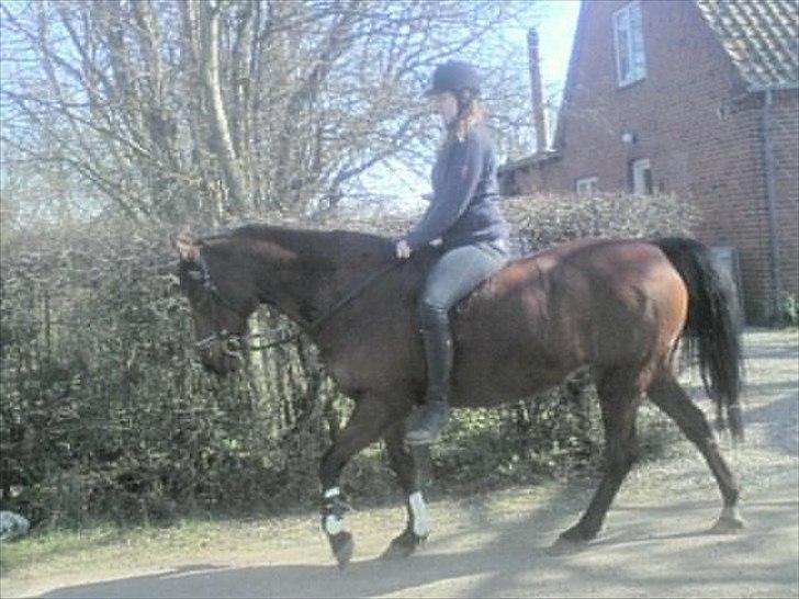 Anden særlig race Javana billede 2