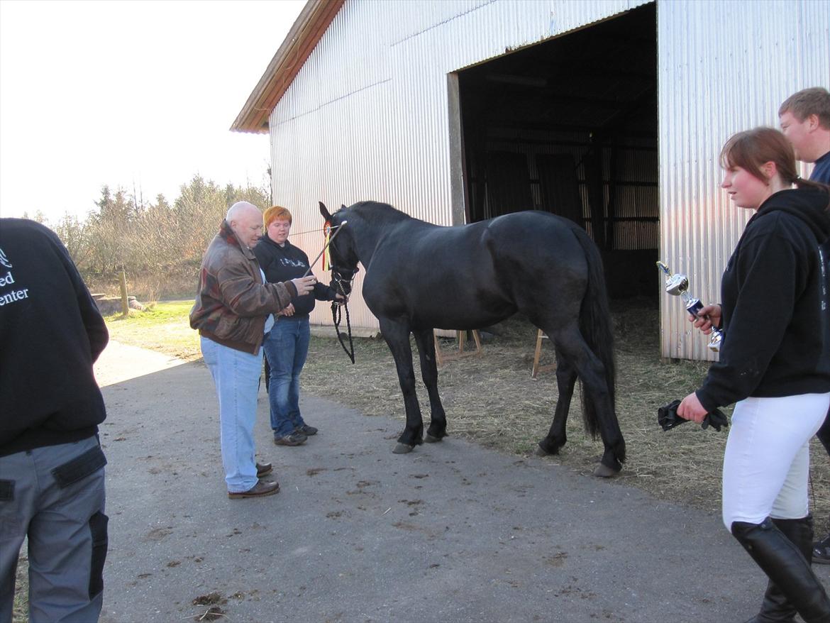 Barockpferd Hope's Kashede - Måling til kåringen billede 15