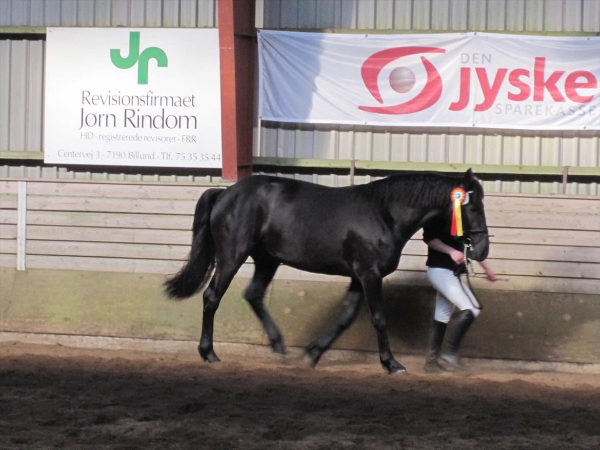 Barockpferd Hope's Kashede billede 17