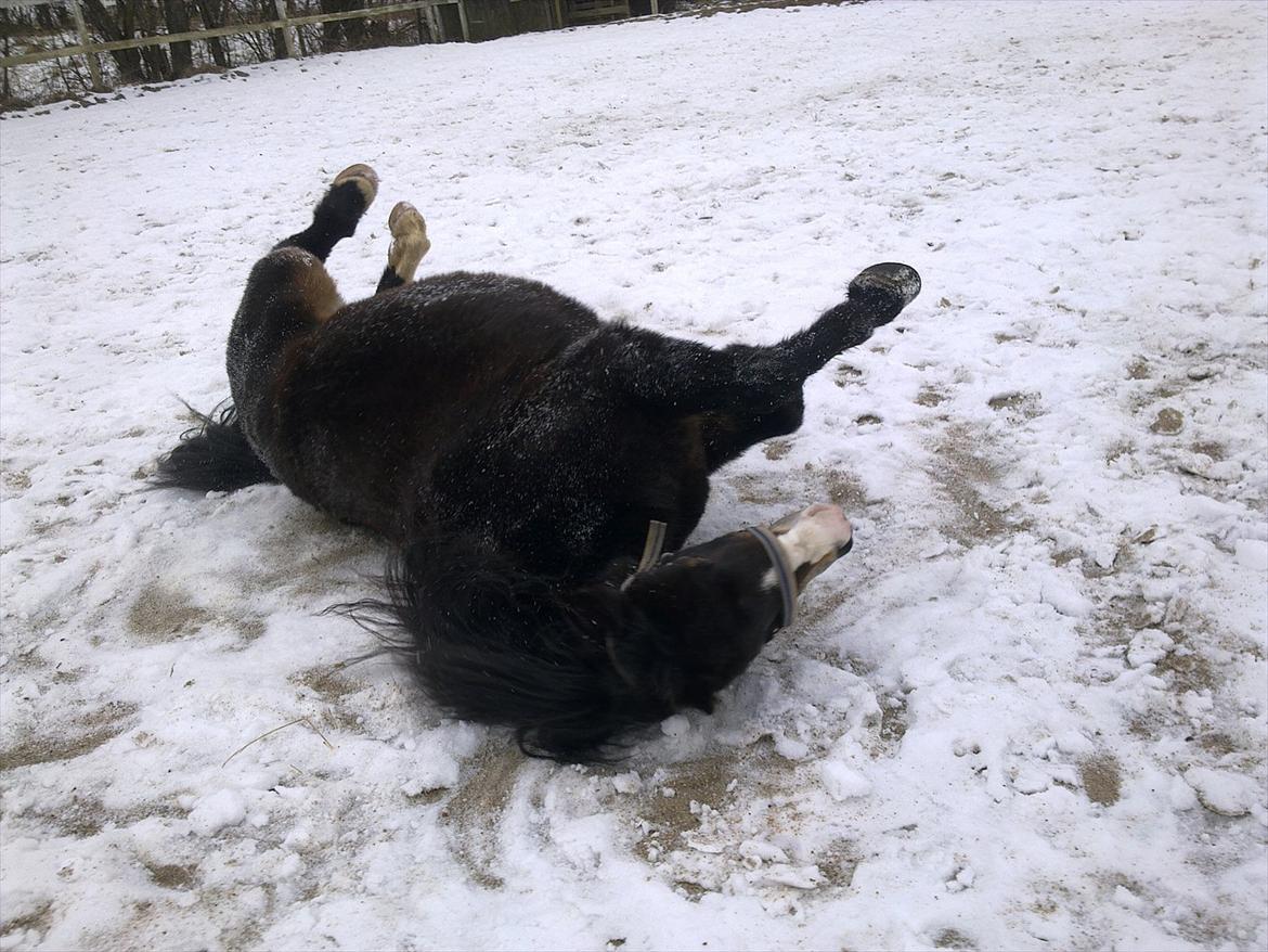 Welsh Mountain (sec A) // My Star // Josefine..!<3 - Jose ruller sig ;)

Foto: Miiig billede 11