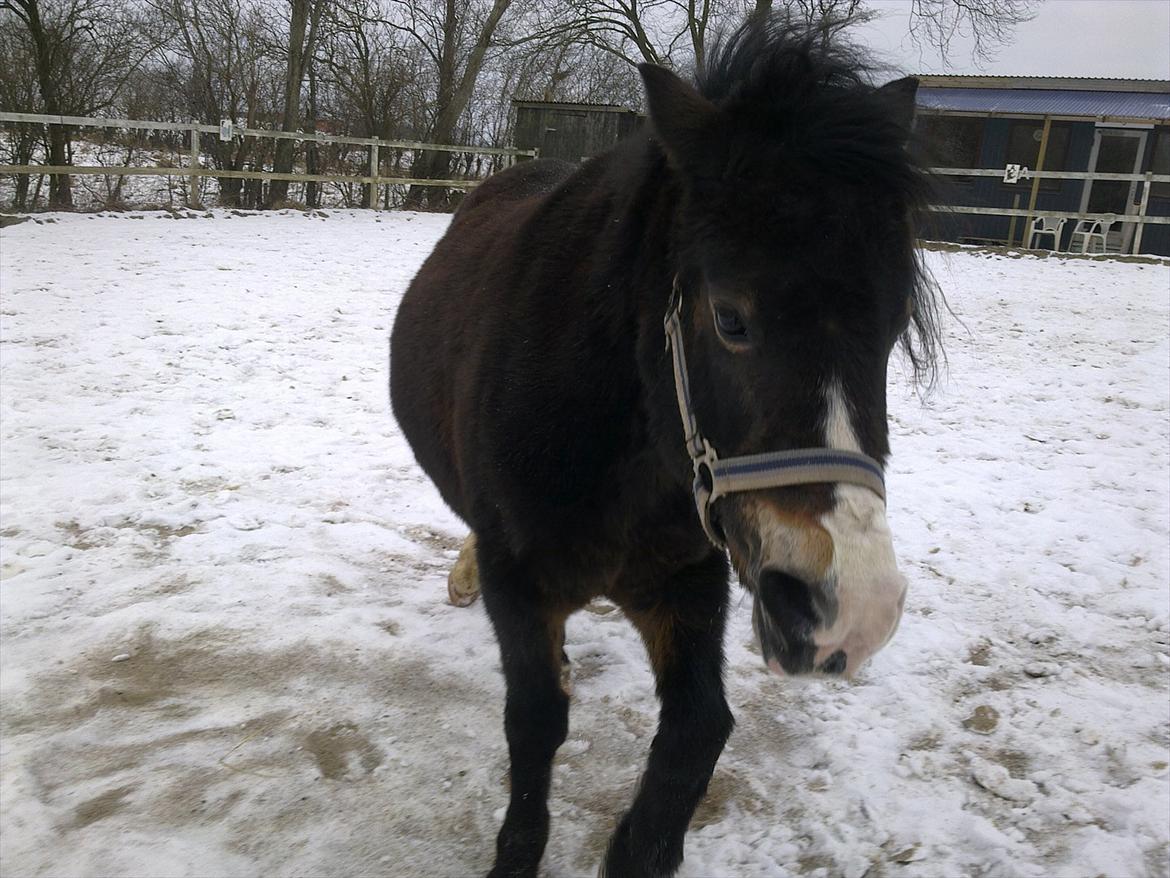 Welsh Mountain (sec A) // My Star // Josefine..!<3 - Op igen

Foto: Miig billede 12