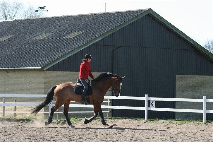 Dansk Varmblod Qvani billede 8