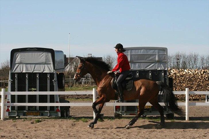 Dansk Varmblod Qvani billede 6