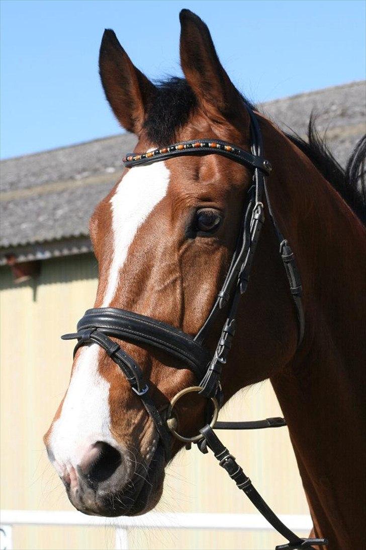 Dansk Varmblod Qvani billede 7