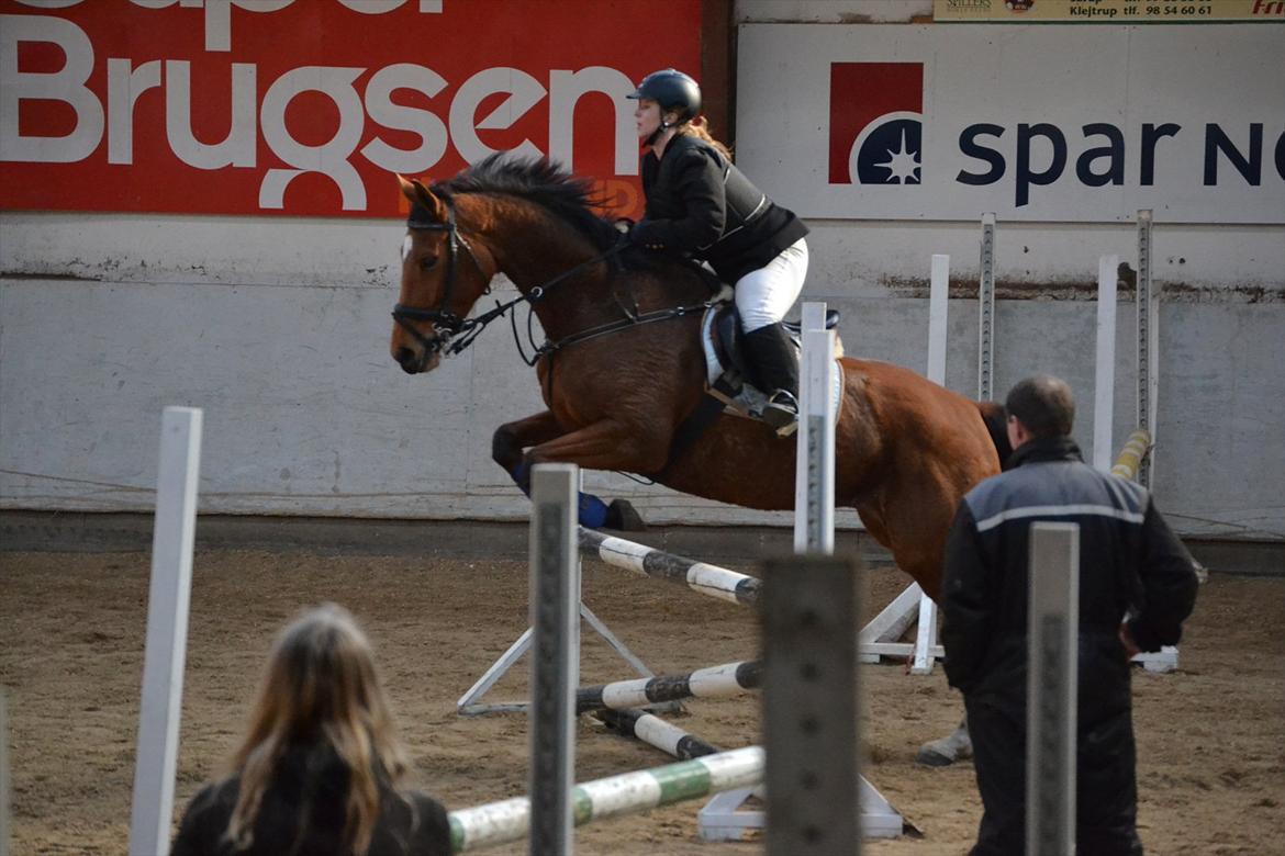 Zangersheide Gwinny Alfarvad Z - Foto: Line Mortensen billede 11