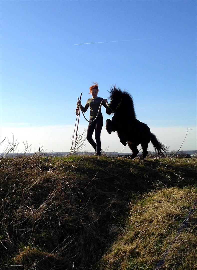 Miniature Shetlænder | Solvang's Sweety Speedy [Miss you]  billede 20
