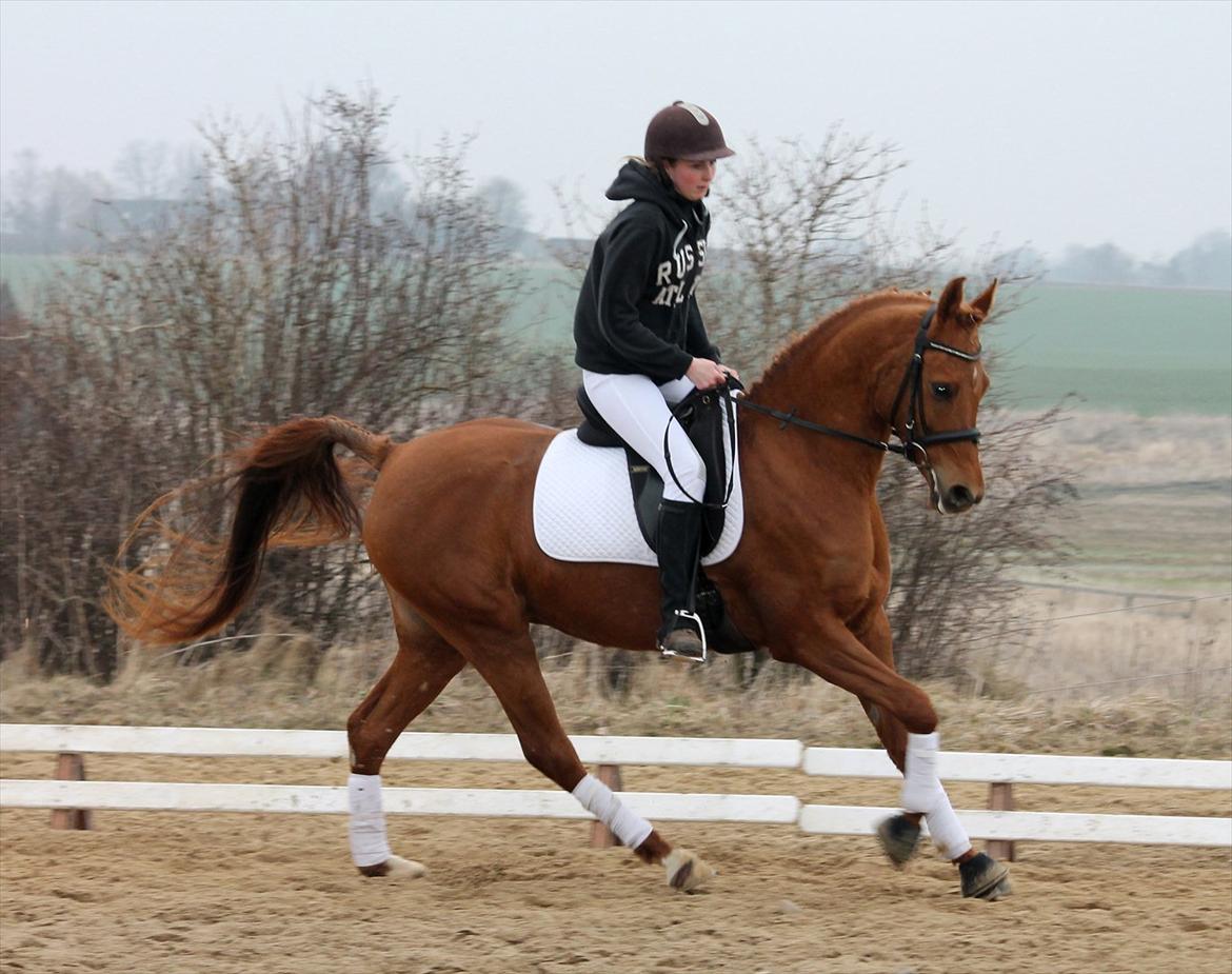 Arabisk fuldblod (OX) Felima - D. 18/3-12 - Foto: Marie F billede 17