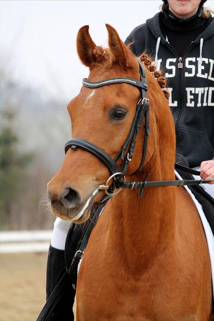Arabisk fuldblod (OX) Felima - D. 18/3-12 - Foto: Marie F billede 12
