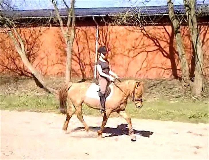 Anden særlig race Bonfire ( tidl. halvpart) - 25/3 - 12 billede 14