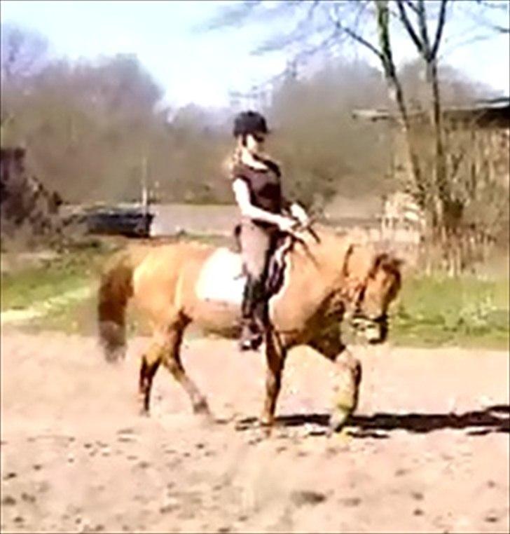 Anden særlig race Bonfire ( tidl. halvpart) - 25/3 - 12 billede 15